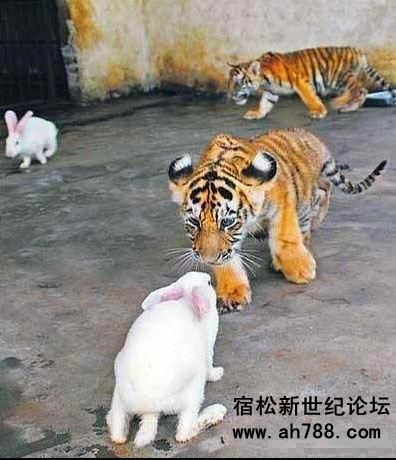 老虎与兔子的和谐_副本.jpg