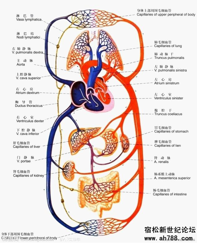 宿松新世纪论坛图片25_副本.jpg