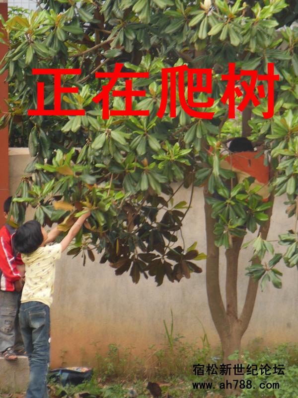 宿松新世纪论坛3.jpg