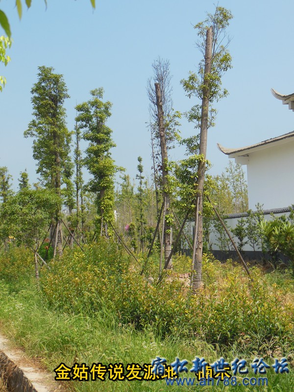 发源地楠木 金姑鱼面，宿松新世纪论坛何仁 摄.jpg