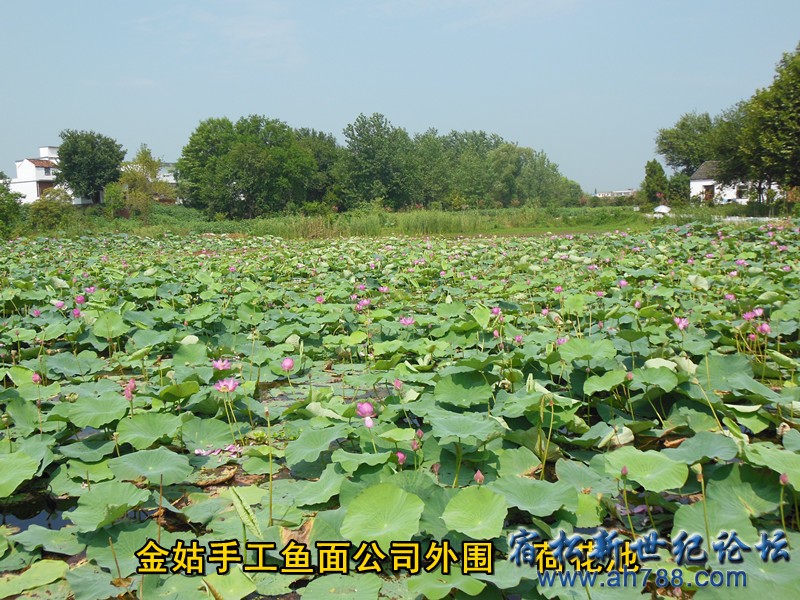 外围荷花2 金姑鱼面，宿松新世纪论坛何仁 摄.jpg
