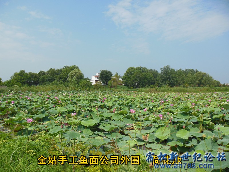 外围荷花池1 金姑鱼面，宿松新世纪论坛何仁 摄.jpg