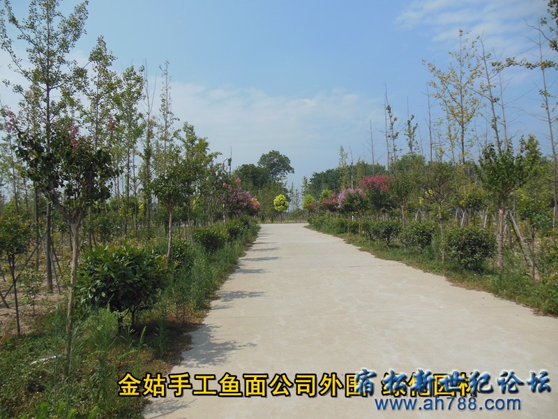 外围绿化 金姑鱼面，宿松新世纪论坛何仁 摄.jpg