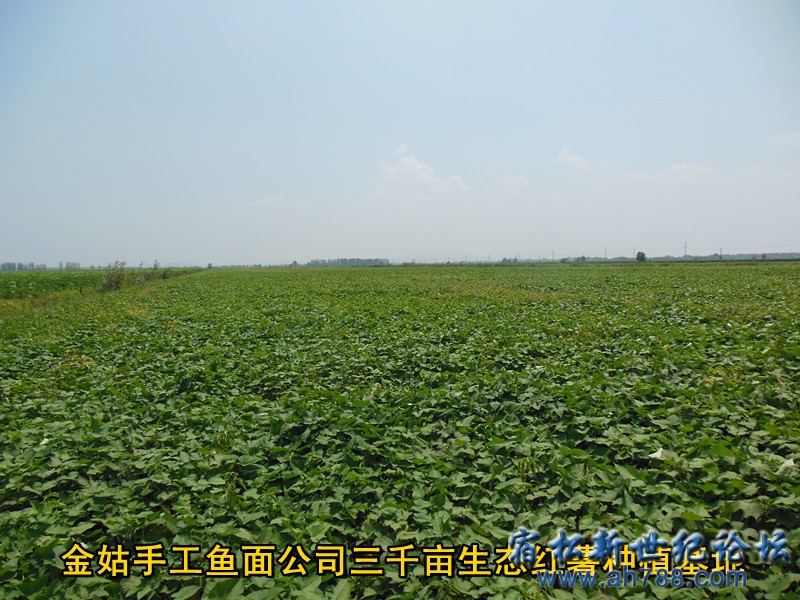 基地2 金姑鱼面，宿松新世纪论坛何仁 摄.jpg