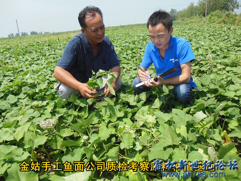 考察 金姑鱼面，宿松新世纪论坛何仁 摄.jpg