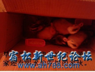 姐的宠物