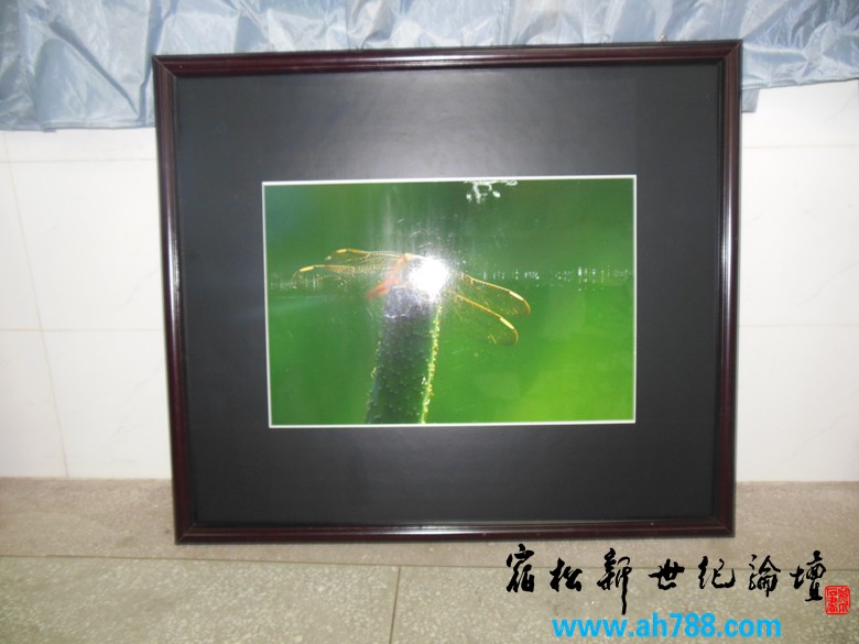 宿松新世纪论坛 摄 2012庆祝教师节宿松名家摄影展14.jpg
