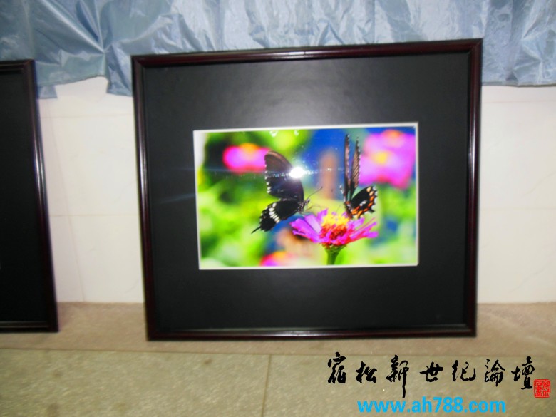宿松新世纪论坛 摄 2012庆祝教师节宿松名家摄影展15.jpg