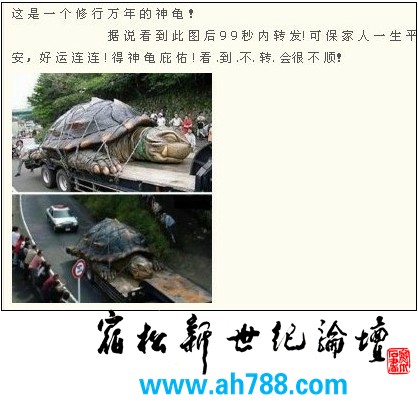万年龟，宿松新世纪论坛摄 .jpg