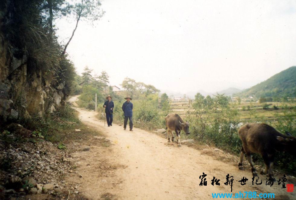 山间牛铃