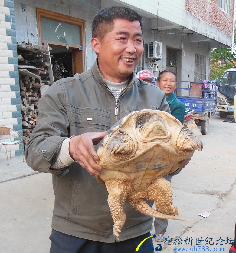 宿松龙跃村发现罕见的大乌龟，新世纪论坛上传2.jpg