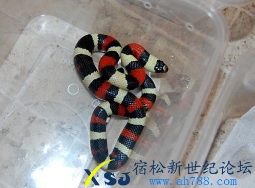 玩具帕不拉.jpg