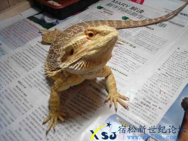 鬃狮.jpg