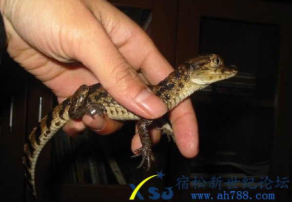 鳄鱼.jpg