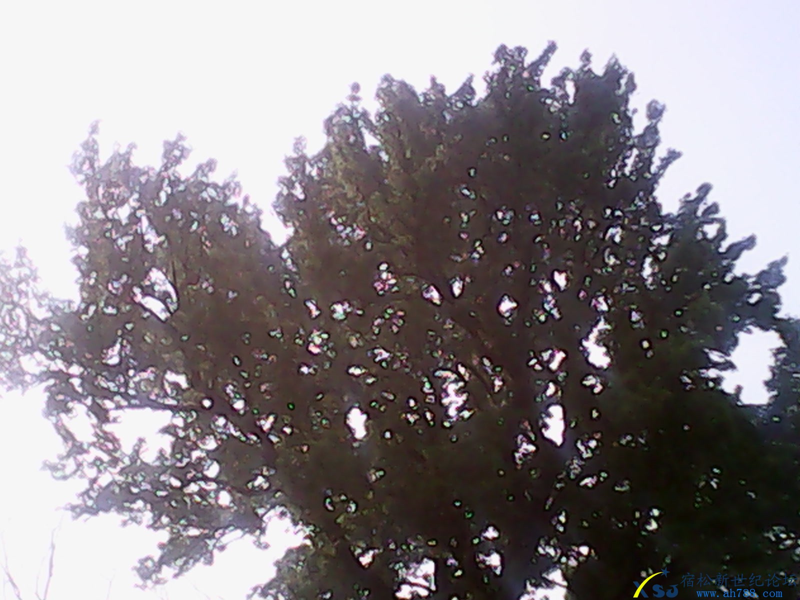 IMG_20130521_163812.jpg