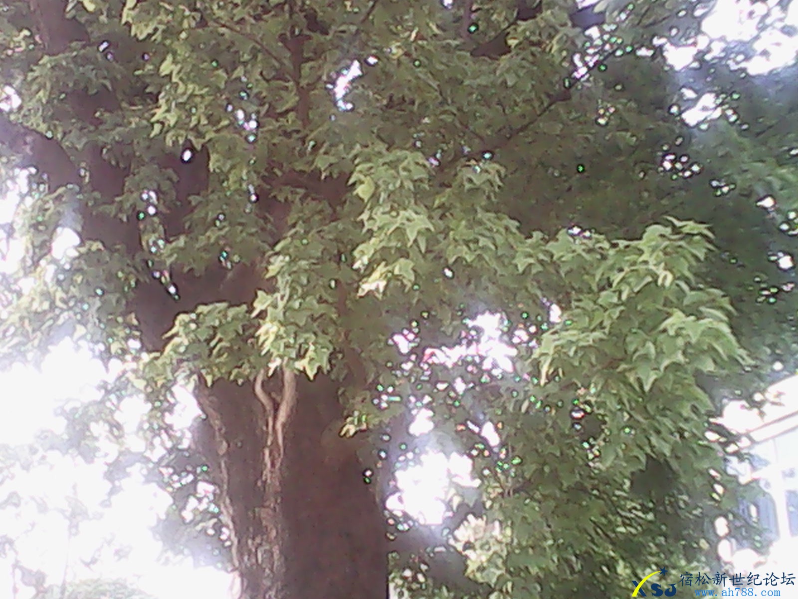 IMG_20130521_163834.jpg