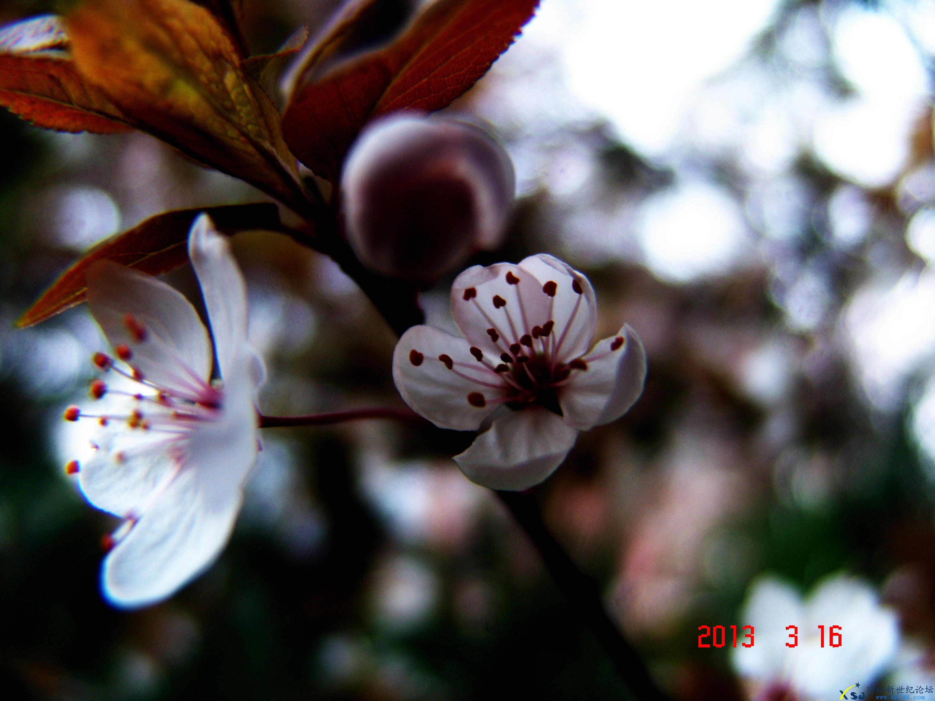 DSC03949.jpg
