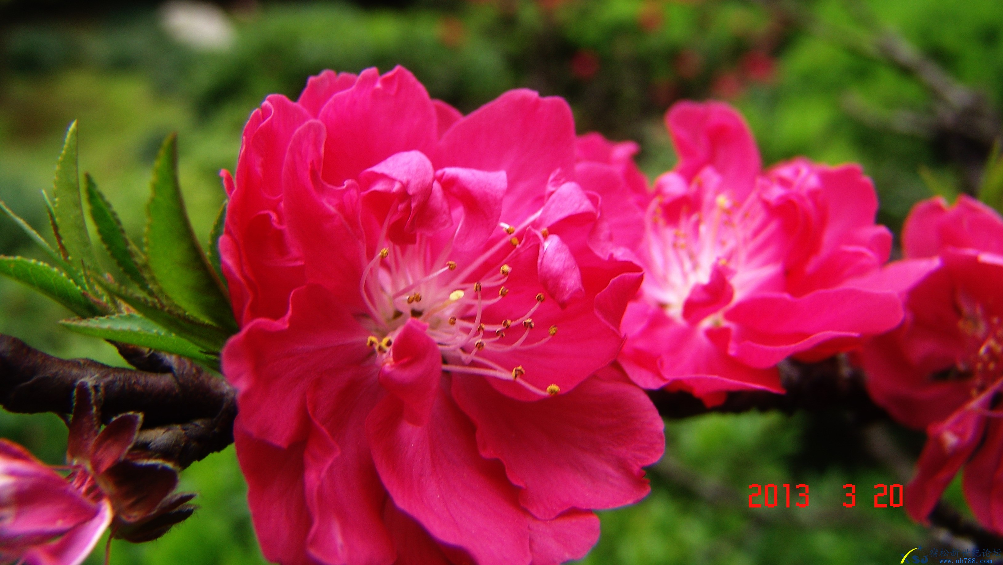 DSC03984.jpg