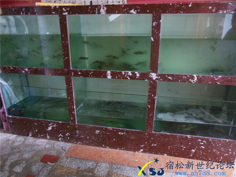 宿松乡之味，宿松新世纪论坛摄31.jpg
