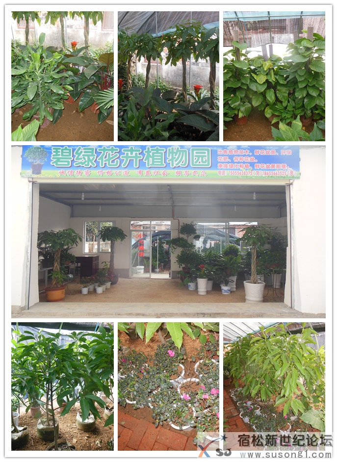 碧绿花卉植物园，宿松新世纪论坛上传2.jpg