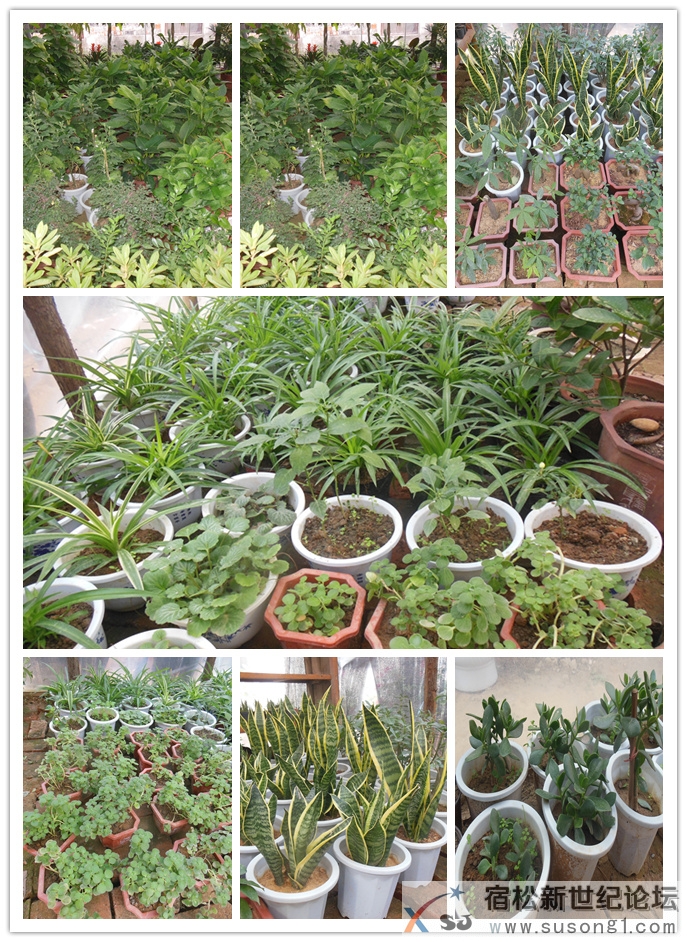 碧绿花卉植物园，宿松新世纪论坛上传3.jpg
