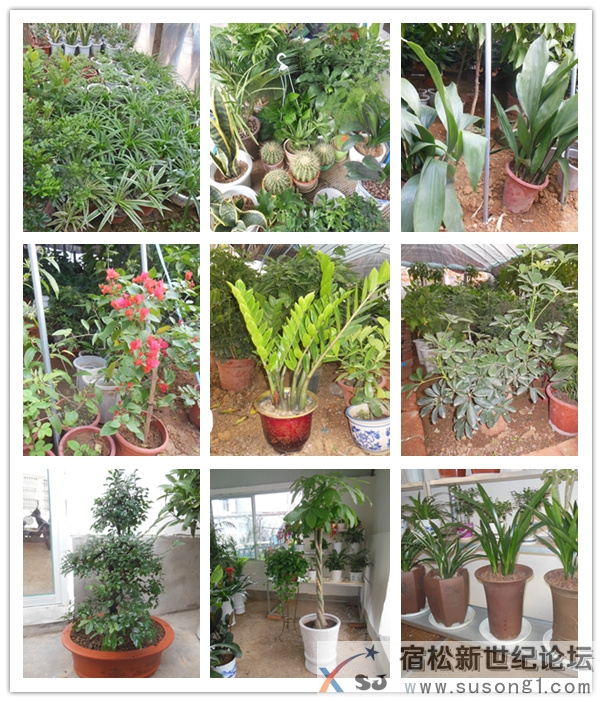 碧绿花卉植物园，宿松新世纪论坛上传4.jpg