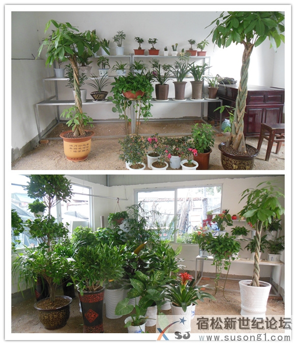 碧绿花卉植物园，宿松新世纪论坛上传5.jpg
