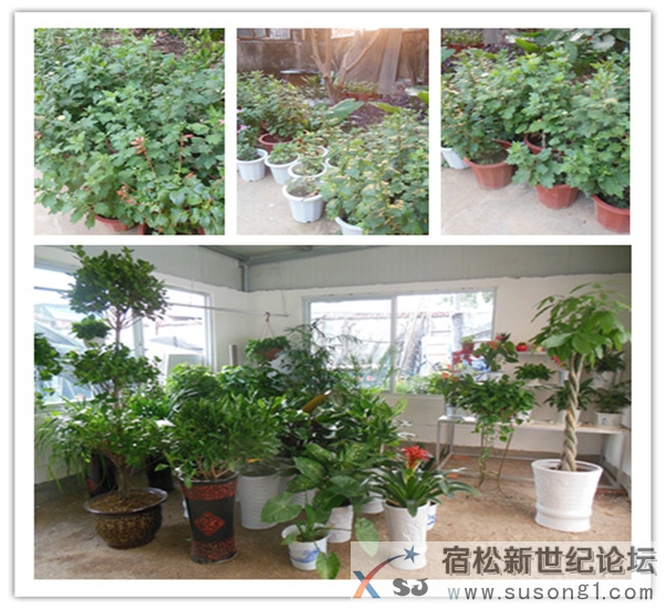 碧绿花卉植物园，宿松新世纪论坛上传_副本.jpg