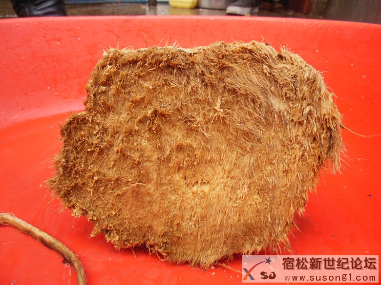DSCN1315_副本.jpg