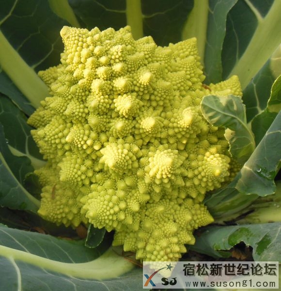 宿松宝塔菜.jpg