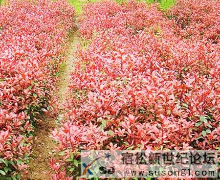 红叶石楠 02.jpg