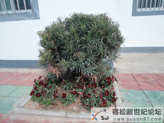 DSC08713.JPG