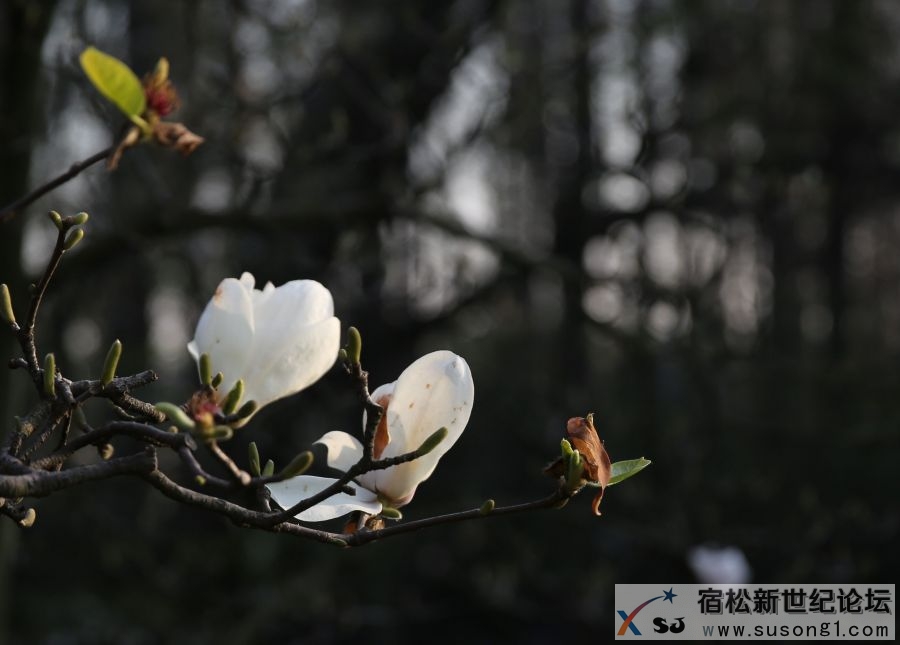 春之歌