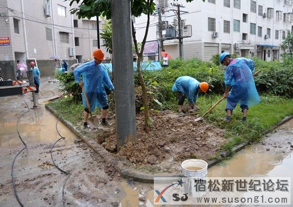 加固电杆.JPG