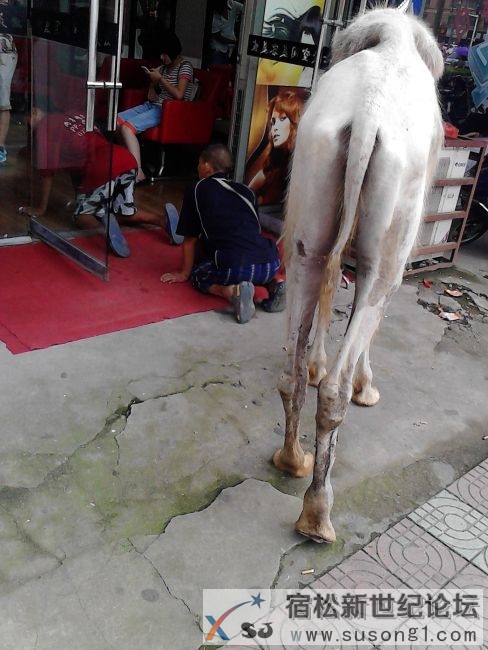 骆驼6.jpg