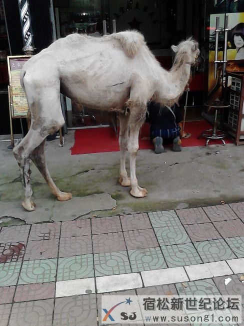 骆驼1.jpg