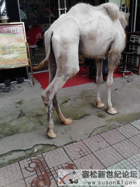 骆驼2.jpg