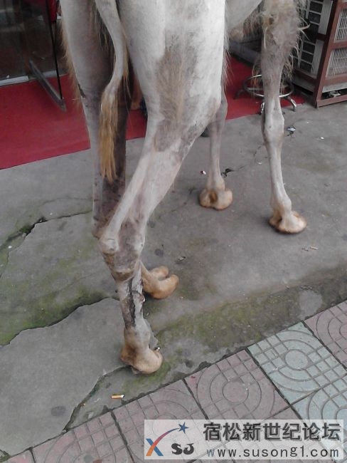骆驼5.jpg