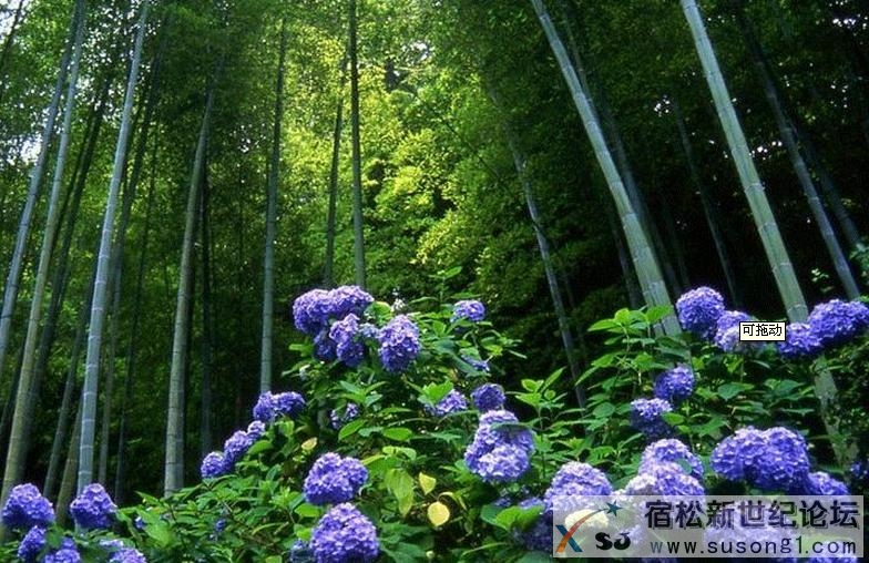 天目湖11.JPG