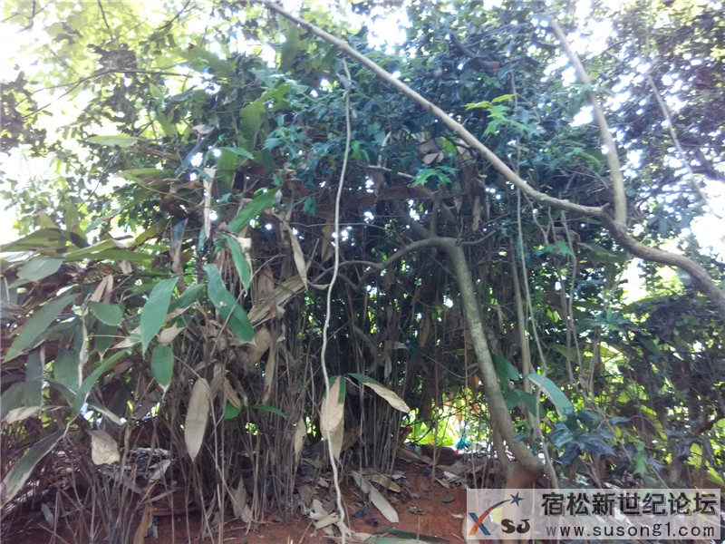 宿松新世纪论坛《周末走基层》栏目组走进宿松消防106.jpg