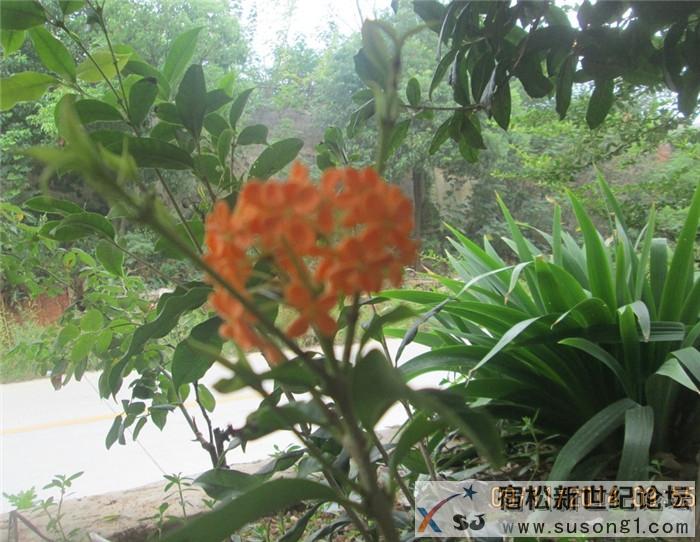 宿松金桂01.jpg
