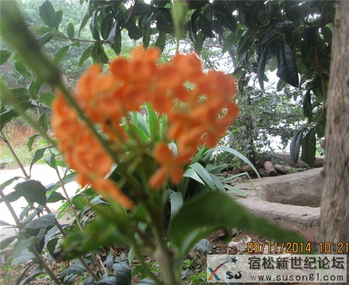 宿松金桂03.jpg