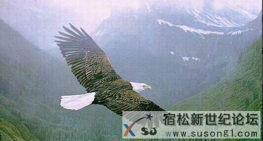 宿松新世纪论坛.jpg