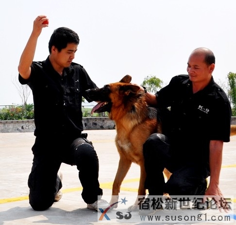 宿松加强警犬训练 守护“省十三运”平安 (1).jpg