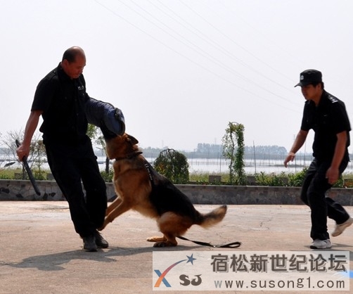 宿松加强警犬训练 守护“省十三运”平安 (2).jpg