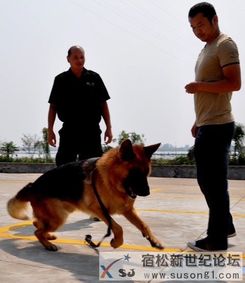 宿松加强警犬训练 守护“省十三运”平安.jpg