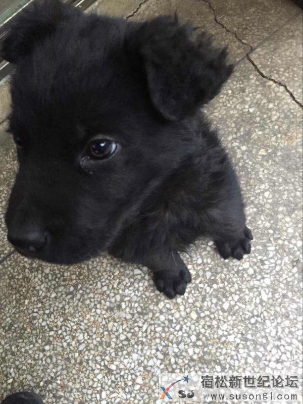 幼犬1.jpg
