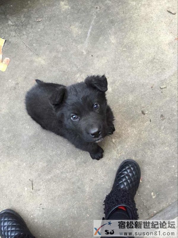 幼犬2.jpg