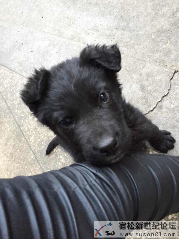 幼犬4.jpg