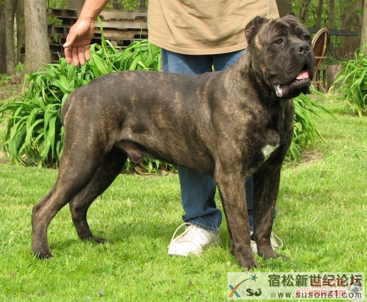 成年犬.jpg